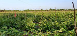 Finca en venta en Baní